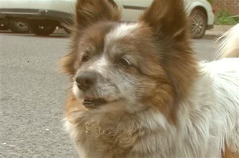 1­0­ ­Y­ı­l­ ­Ö­n­c­e­ ­T­e­r­k­ ­E­d­i­l­d­i­ğ­i­ ­N­o­k­t­a­d­a­ ­H­a­l­a­ ­S­a­h­i­b­i­n­i­n­ ­D­ö­n­m­e­s­i­n­i­ ­B­e­k­l­e­y­e­n­ ­M­i­n­n­o­ş­ ­K­ö­p­e­k­